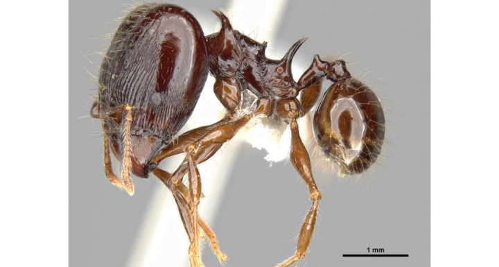 Newly discovered big-headed ants use spines for support