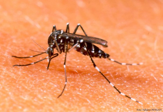 Cities account for 60% of state’s dengue casualties this year