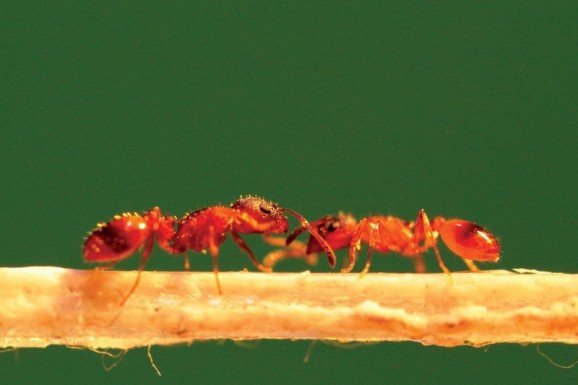 Ant choosiness reveals they all have different personalities