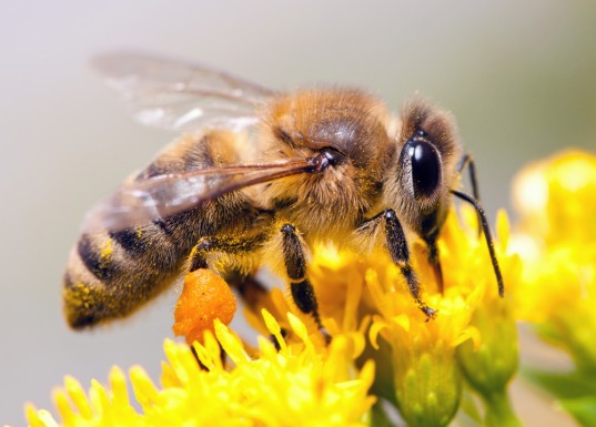 Insects that help feed the world